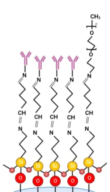 Diagram of antibodies immobilized on the fiber surface