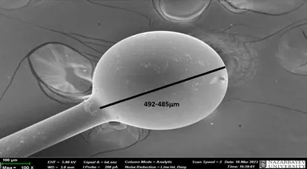 Electron micrograph of the sphere with its 485 to 492 micrometre diameter marked